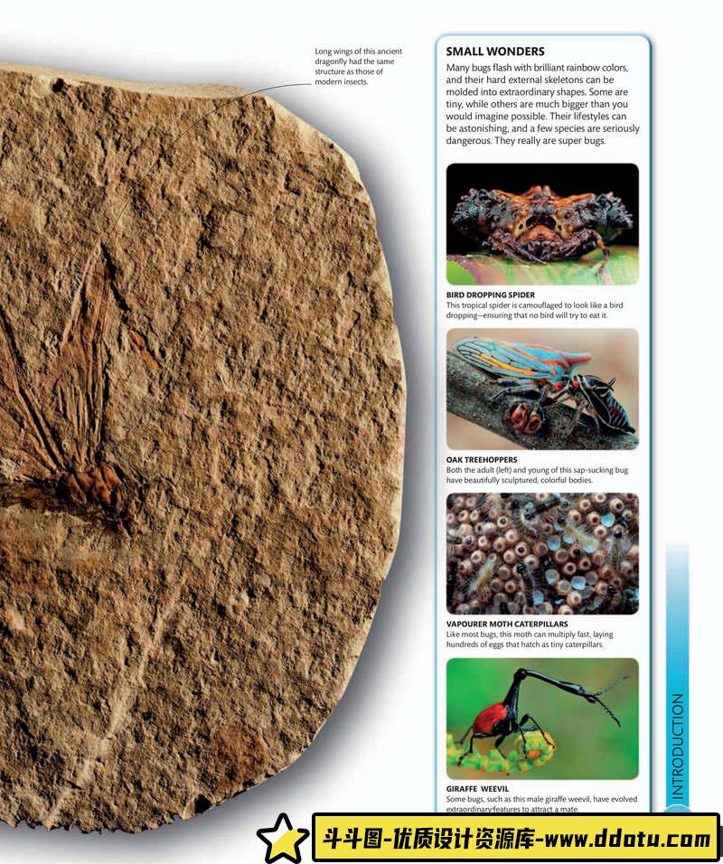 超级昆虫百科全书-创作学习专区-242MB-210P-1PDF