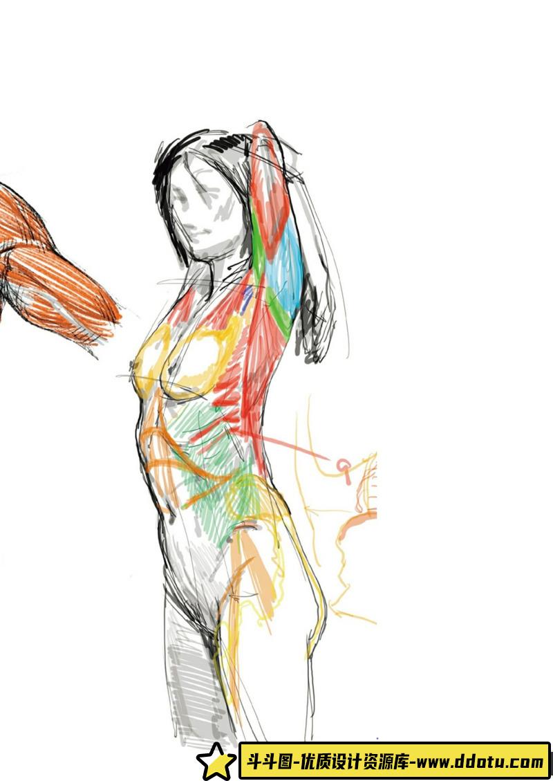 素描中的美术解剖学-创作学习-72MB-98P-1PDF