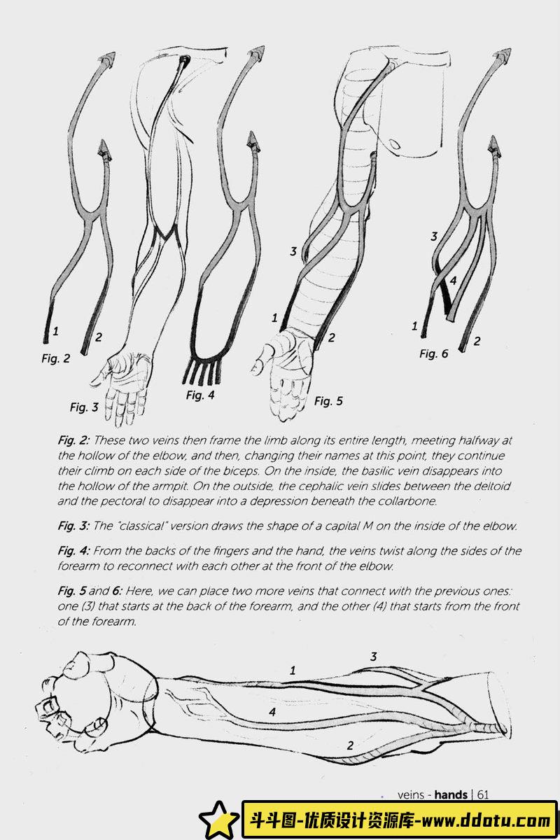 Morpho 手和脚形态解剖学-创作学习-115MB-93P