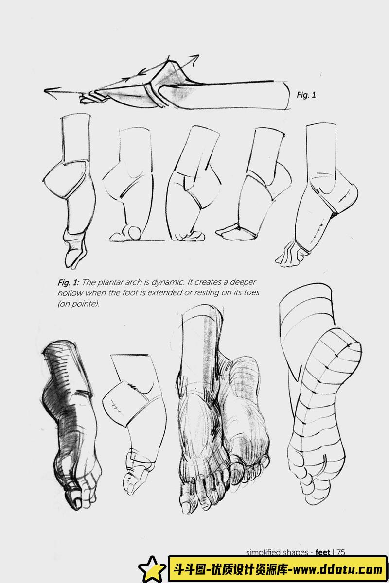 Morpho 手和脚形态解剖学-创作学习-115MB-93P