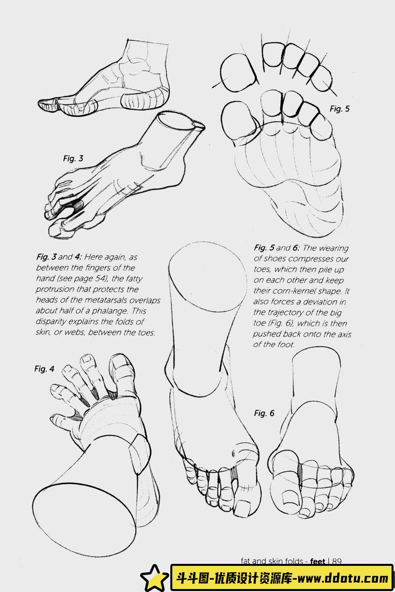 Morpho 手和脚形态解剖学-创作学习-115MB-93P