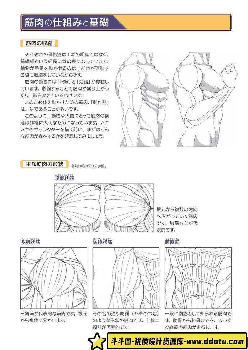 强壮肌肉的画法-创作学习-127M-148P-1PDF