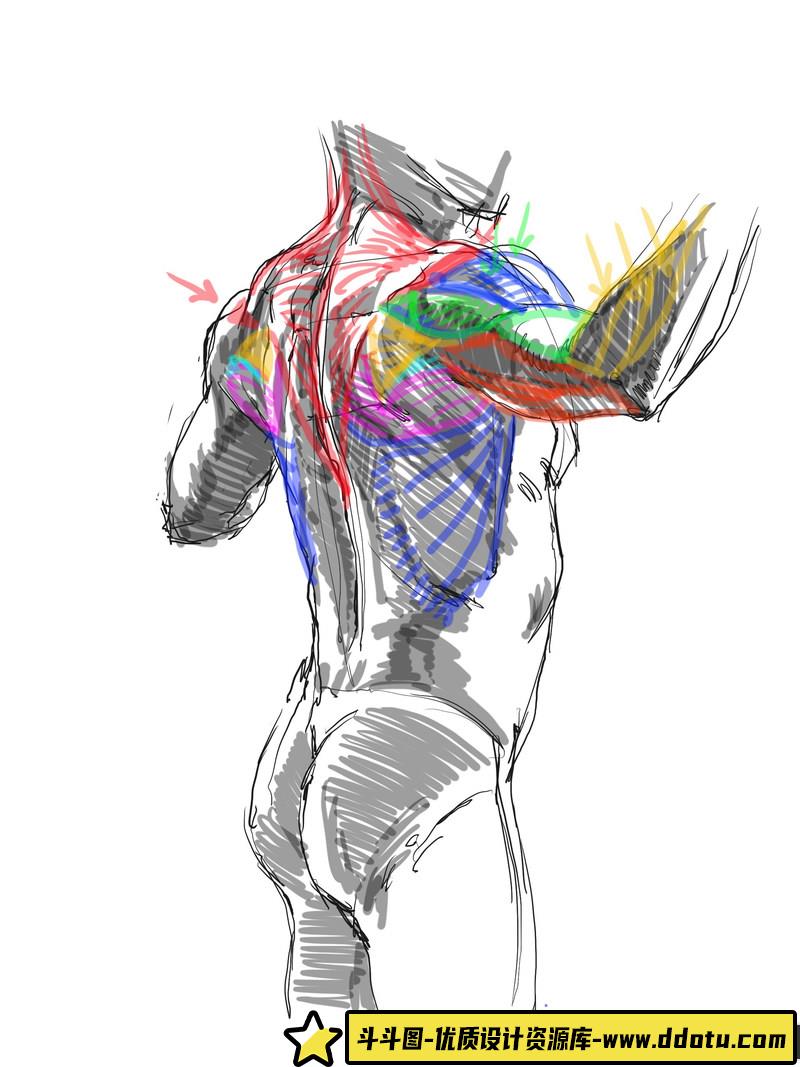 KATO 美术人体解剖-创作学习-483M-1722P