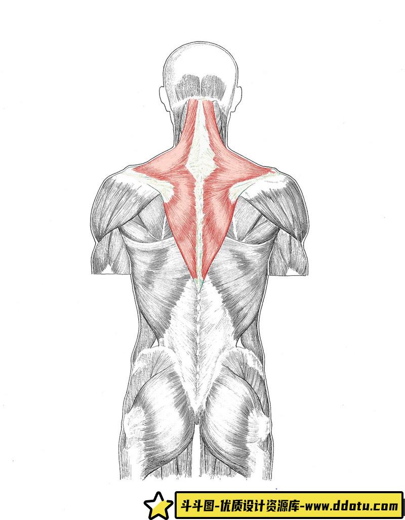 KATO 美术人体解剖-创作学习-483M-1722P