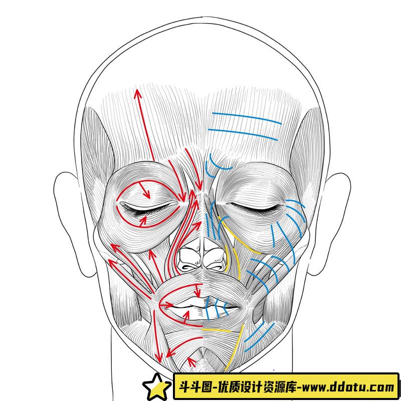KATO 美术人体解剖-创作学习-483M-1722P