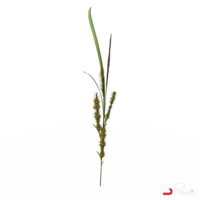 SC03- 105款免抠芦苇植被贴图-V社工坊-商用素材专区-5.47GB-105P-105PSD-斗斗图