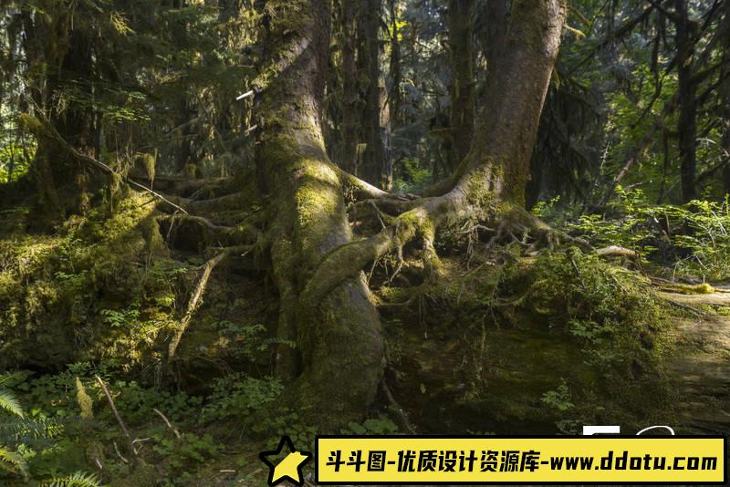 SC63- 439张古代树林素材图-摄影参考专区-3.71GB-439P-斗斗图