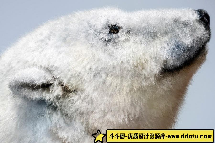 适用于Photoshop和Clip Studio Paint逼真的毛刷套装