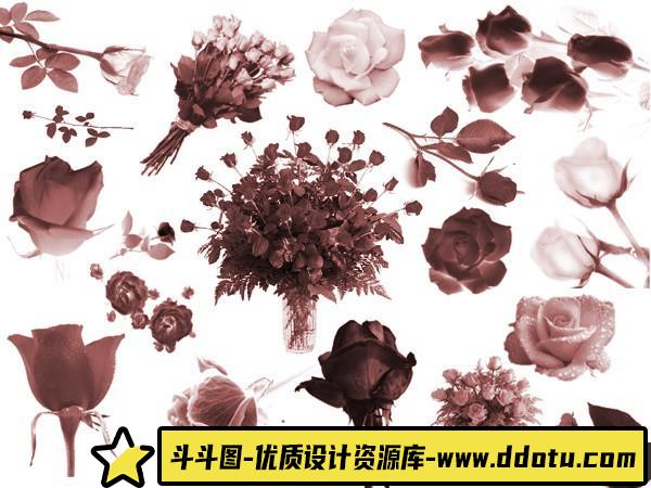 [植物花朵笔刷][插件发布]各种玫瑰花PS笔刷素材-斗斗图