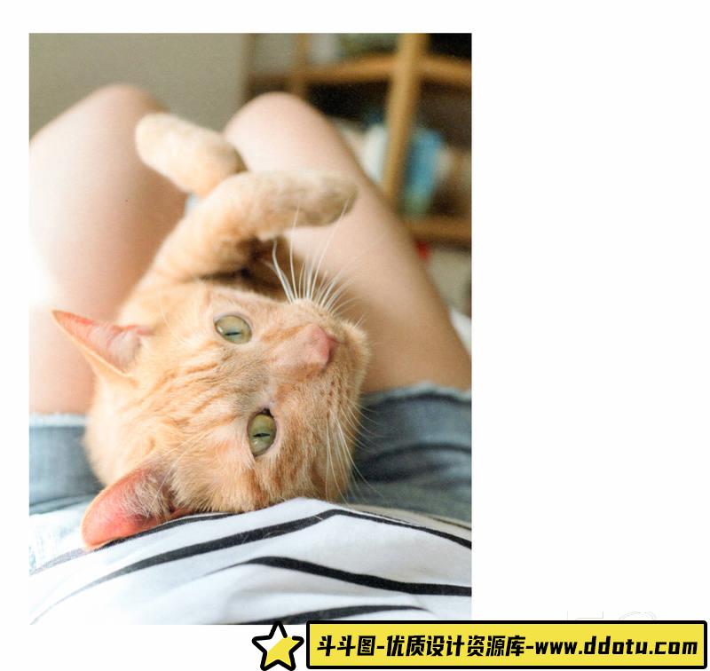 SY32- 青山裕企-ネコとフトモモ-摄影参考专区-389MB-69P