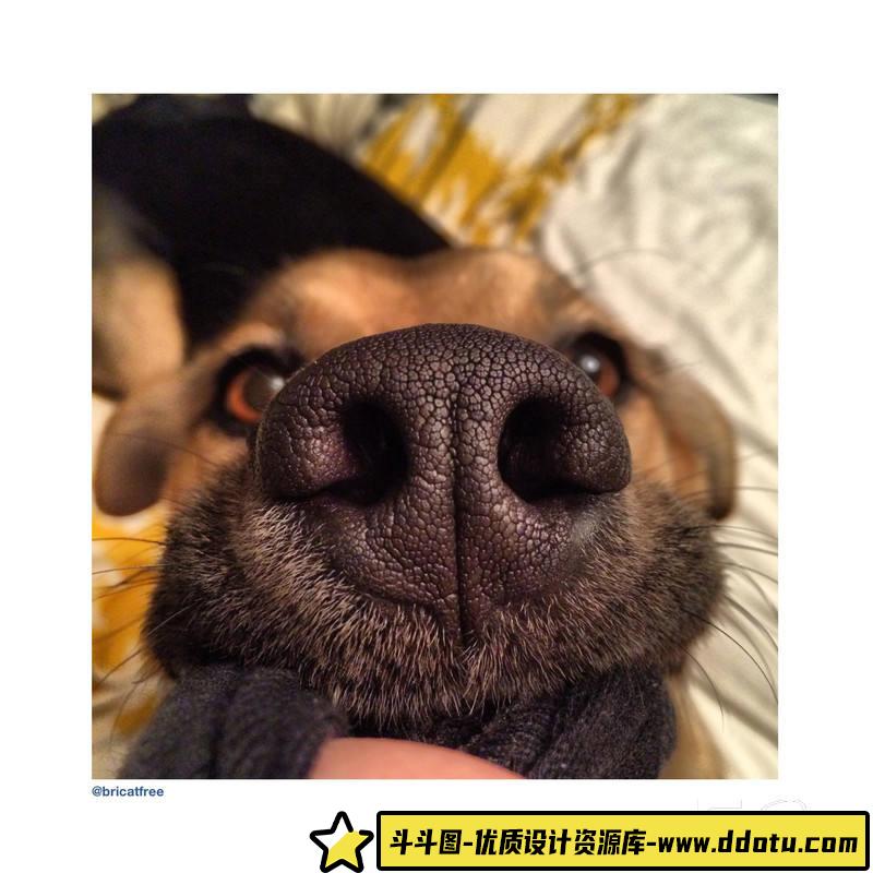 SY39- 照片墙上的狗-摄影参考专区-121MB-146P-1PDF