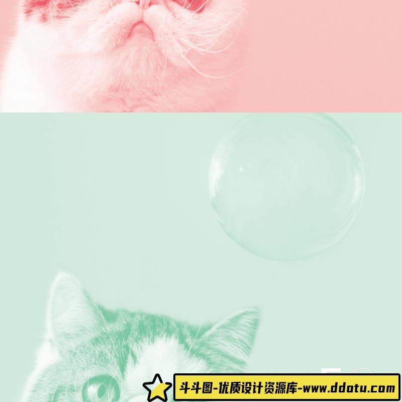 SY40- 照片墙上的猫-摄影参考专区-114MB-147P-1PDF