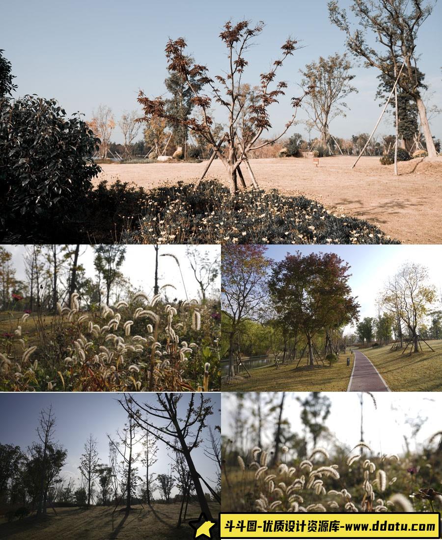 sonyA7R4植物园原图64张RAW-斗斗图