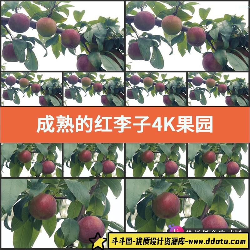 成熟的红李子4K视频素材果园实拍果树果子拍摄水果栽种植果实果农-斗斗图