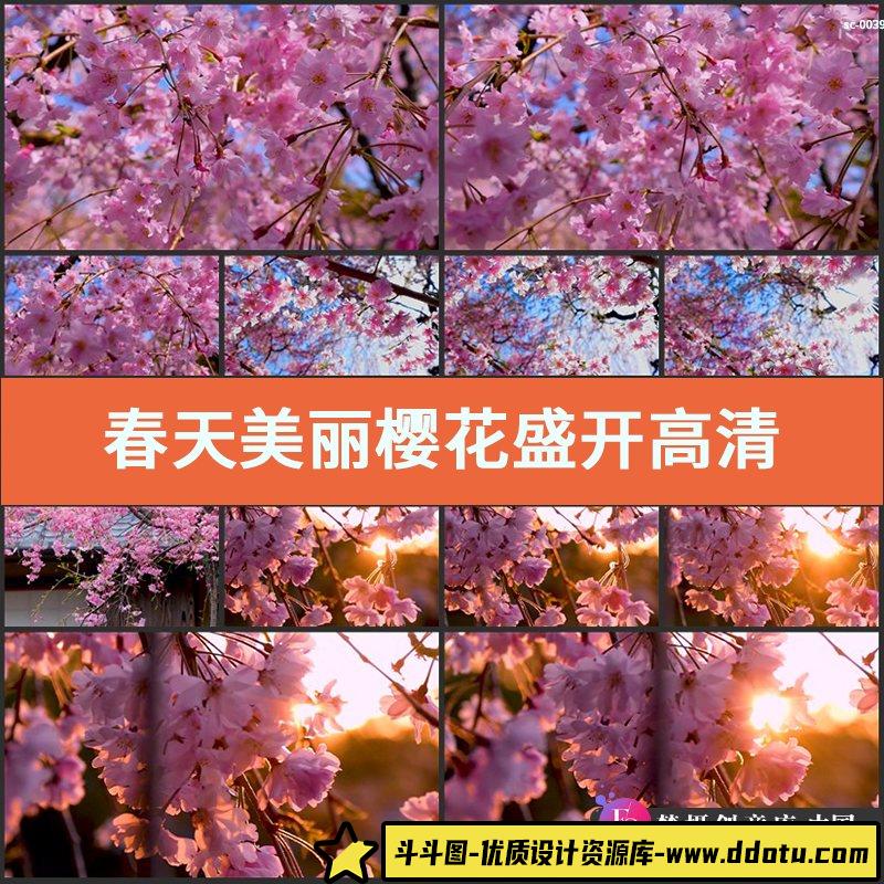 春天美丽樱花盛开高清实拍视频素材花草树木乔木植物拍摄花朵花儿-斗斗图