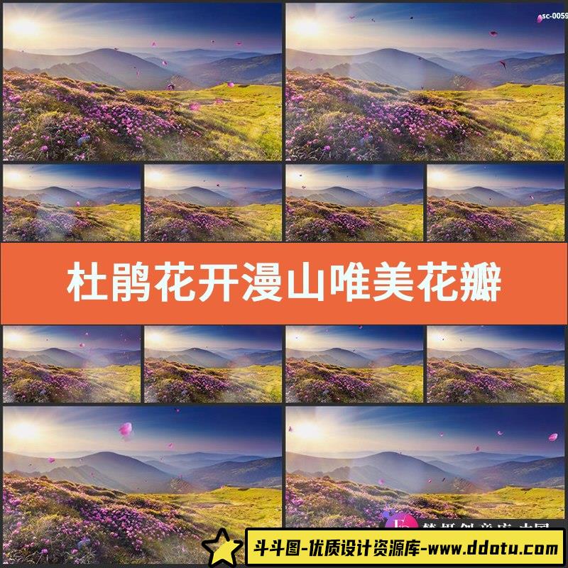 杜鹃花开漫山唯美花瓣飞舞LED舞台背景视频素材 青山花丛鲜花飘舞-斗斗图