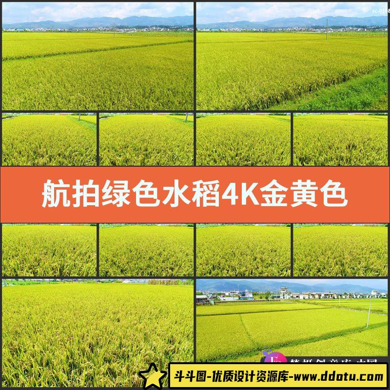 航拍绿色水稻4K视频素材实拍金黄色稻田农业种植谷物稻谷田野田地-斗斗图