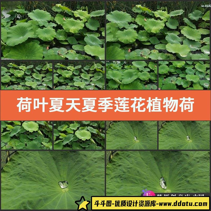 荷叶实拍视频素材夏天夏季莲花植物荷塘风景池塘荷花露珠拍摄-斗斗图