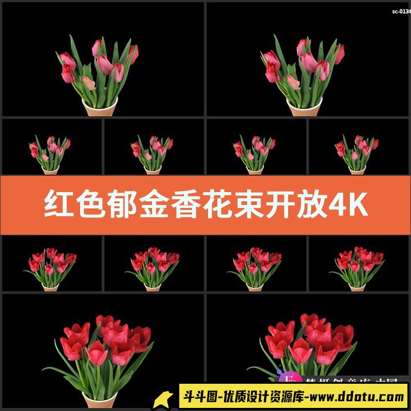 红色郁金香花束开放4K特写视频素材实拍植物花卉花朵绽放成长过程-斗斗图