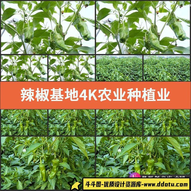 辣椒基地4K实拍视频素材农业种植业绿色蔬菜果蔬菜园尖椒杭椒植物-斗斗图