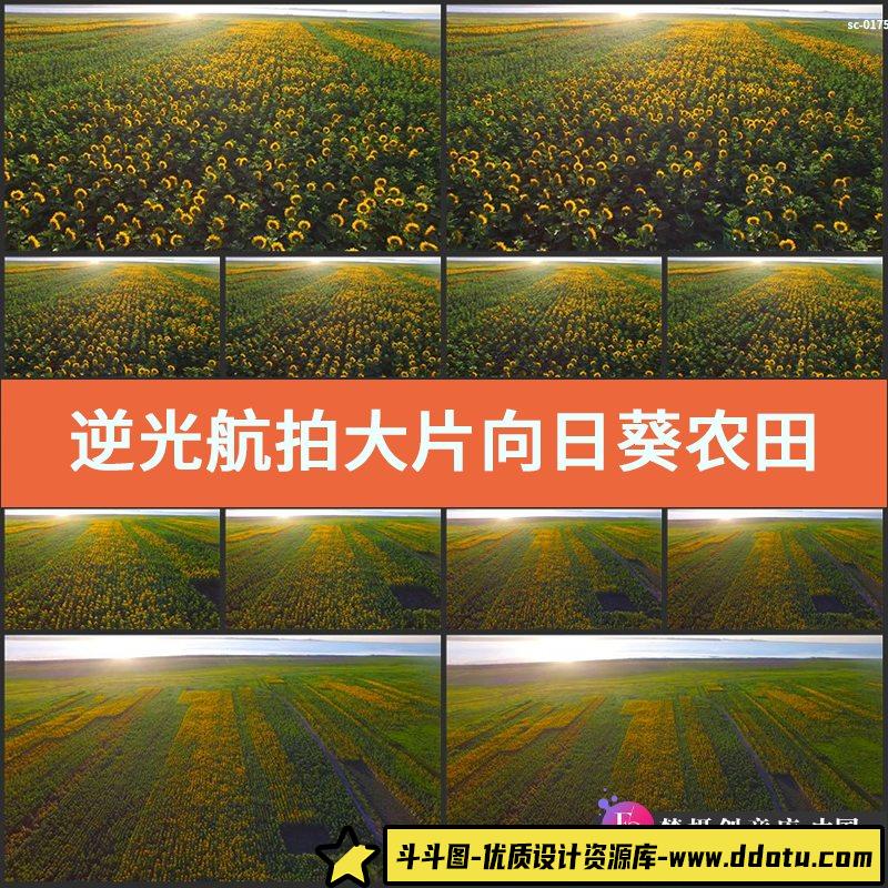 逆光航拍大片向日葵农田实拍视频素材菊科植物栽培种植葵花籽向阳-斗斗图