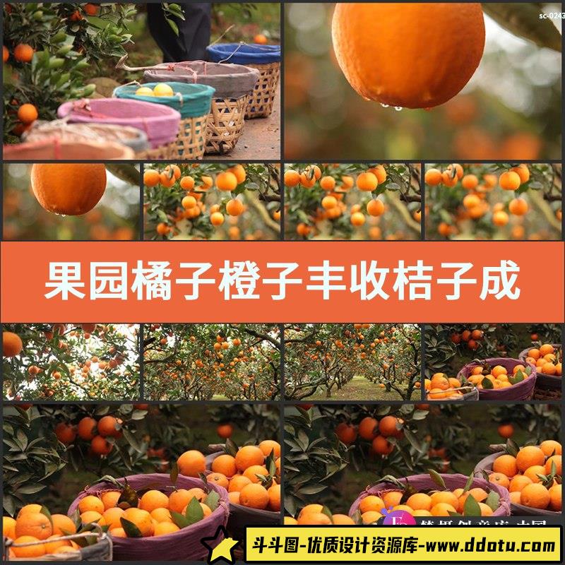 实拍果园橘子橙子丰收视频素材桔子成熟收获季节桔园果农采摘水果-斗斗图