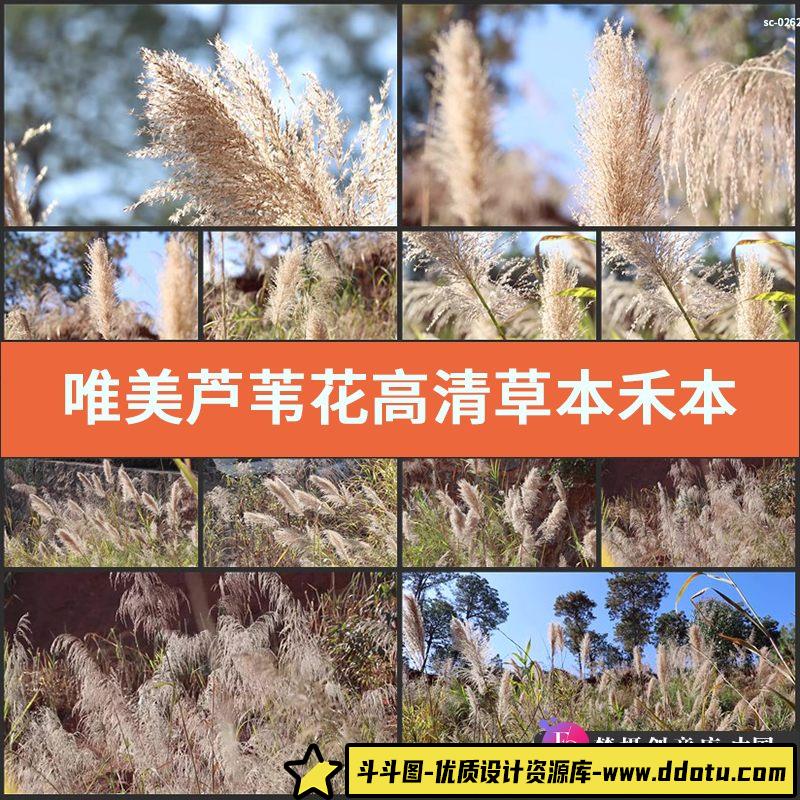 实拍唯美芦苇花高清视频素材草本禾本植物蒹葭禾草拍摄芦苇杆-斗斗图