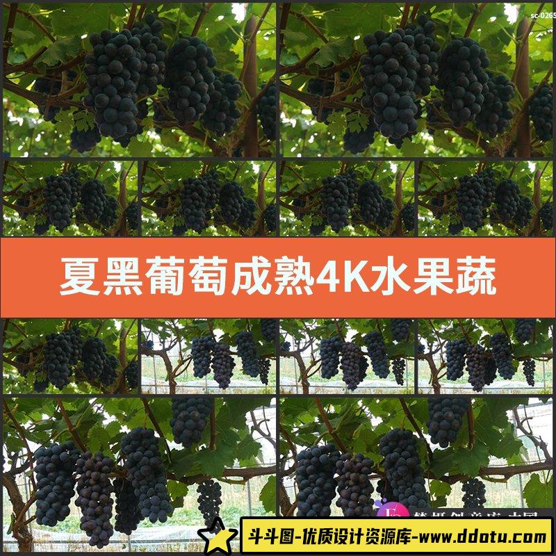 实拍夏黑葡萄成熟4K视频素材水果蔬果果实收获果园种植拍摄葡萄架-斗斗图