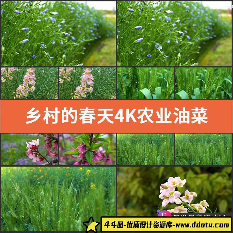 实拍乡村的春天4K视频素材农业油菜花清新稻穗绿色植物野花卉空镜-斗斗图