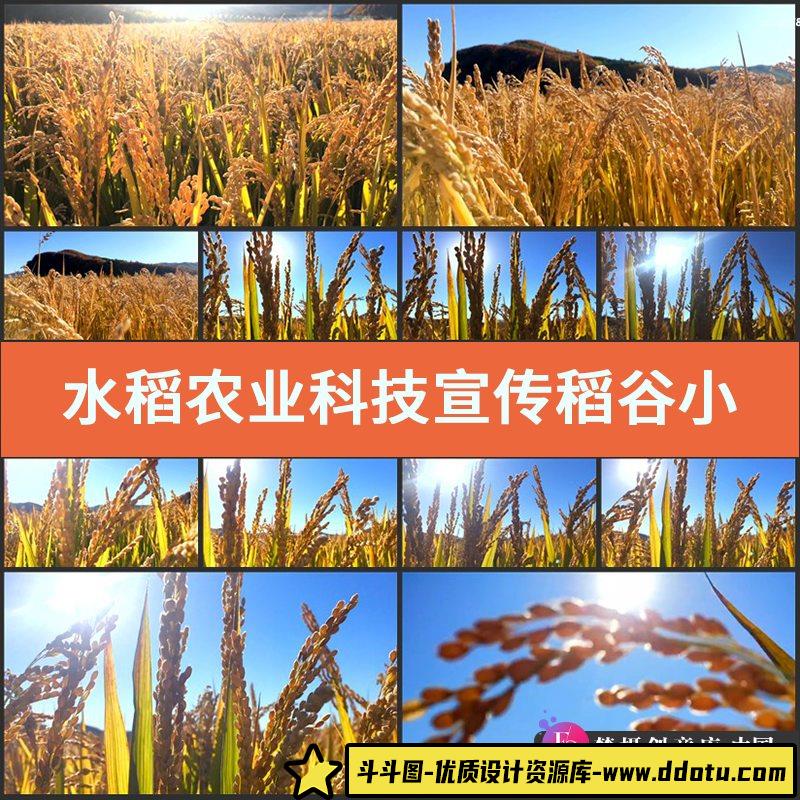 水稻农业科技宣传实拍视频素材稻谷小麦麦穗麦田麦地稻田成熟丰收-斗斗图