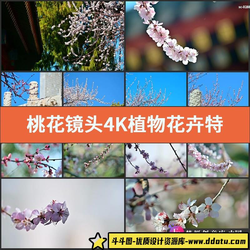 桃花镜头实拍4K视频素材植物花卉特写花朵桃树风景超高清拍摄-斗斗图