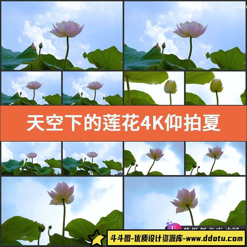 天空下的莲花4K视频素材仰拍夏天植物荷叶荷花莲子实拍摄荷塘景色-斗斗图