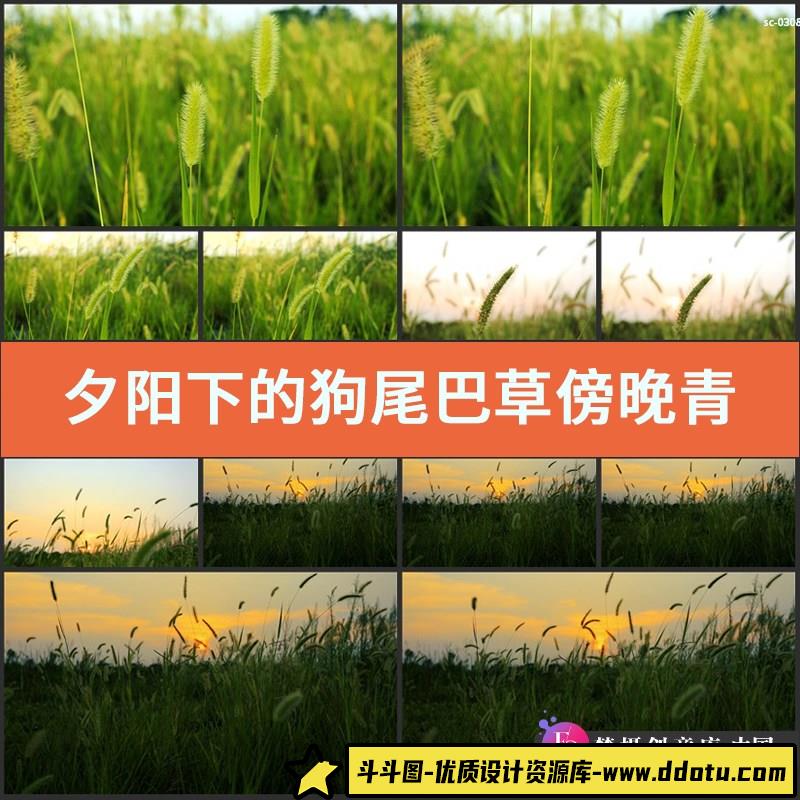 夕阳下的狗尾巴草实拍视频素材傍晚青草风光风景黄昏草本植物-斗斗图