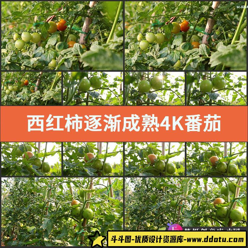 西红柿逐渐成熟4K实拍视频素材番茄植物蔬菜种植土壤果实水果生长-斗斗图