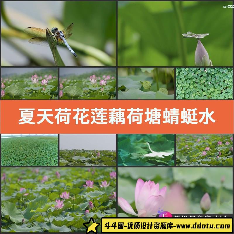 夏天荷花莲藕荷塘蜻蜓实拍视频素材水塘池塘湖面水莲莲蓬睡莲荷叶-斗斗图