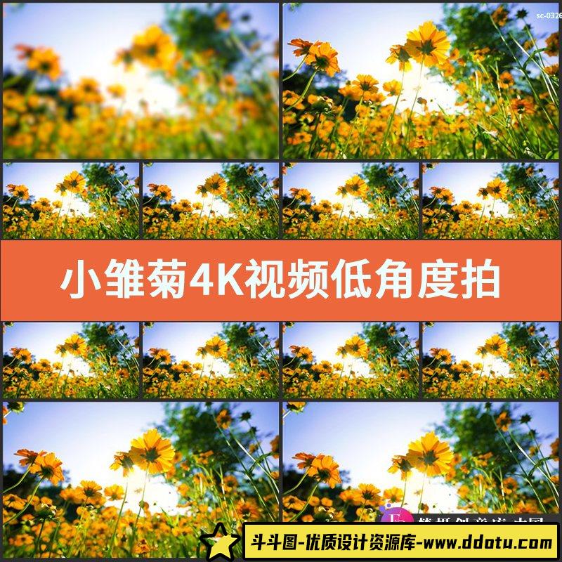 小雏菊4K实拍视频低角度拍摄夏天小黄花开放盛开花丛花卉花朵菊科-斗斗图