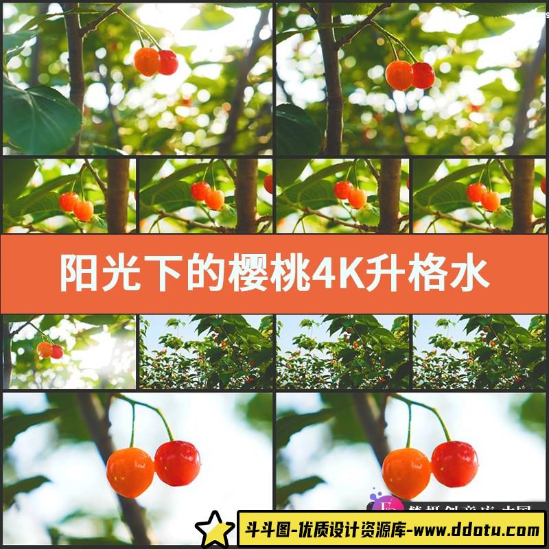 阳光下的樱桃4K升格视频素材实拍水果成熟车厘子莺桃英桃果实植物-斗斗图