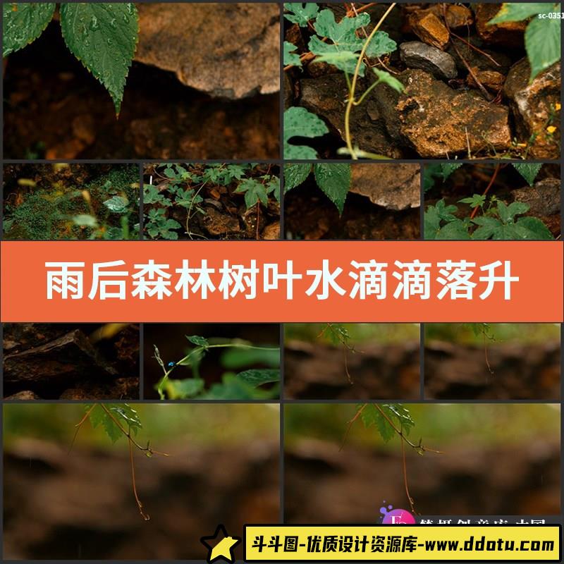 雨后森林树叶水滴滴落升格实拍视频素材自然丛林植物绿植茂密雨林-斗斗图