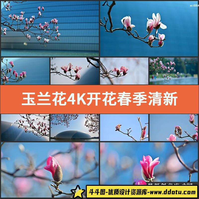 玉兰花4K实拍视频素材开花春季清新粉色花卉花朵特写镜头风景拍摄-斗斗图