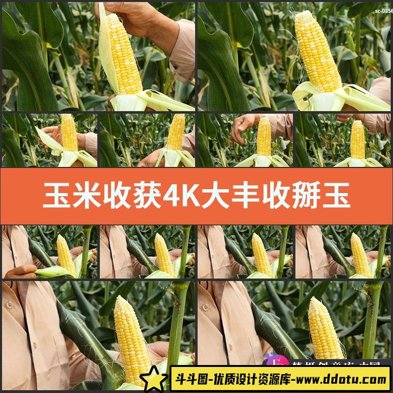 玉米收获4K实拍视频素材大丰收掰玉米秋收农夫剥玉米穗玉米地拍摄-斗斗图