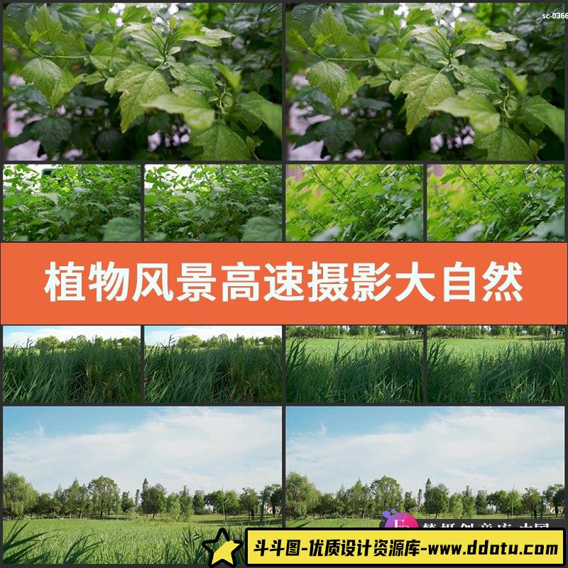 植物风景高速视频素材实拍大自然绿色芦苇荡露水露珠草丛拍摄-斗斗图