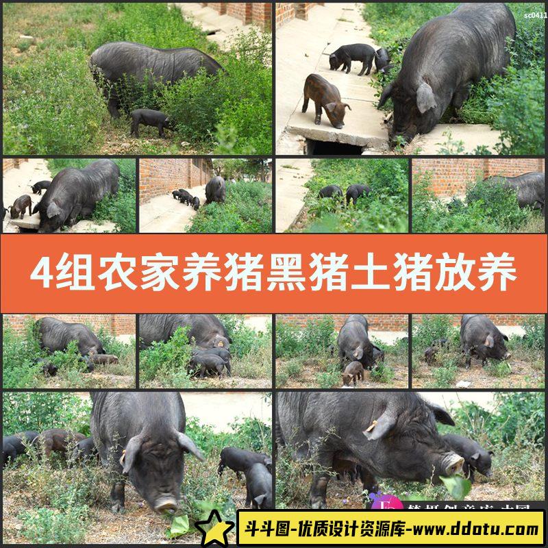 4组农家养猪黑猪土猪放养实拍视频素材 家禽牲畜畜牧动物养殖饲养-斗斗图