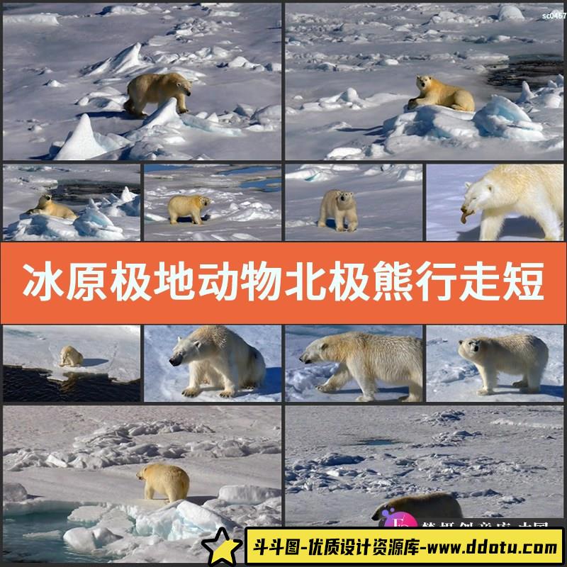 冰原极地动物北极熊行走短片镜头高清实拍视频素材-斗斗图