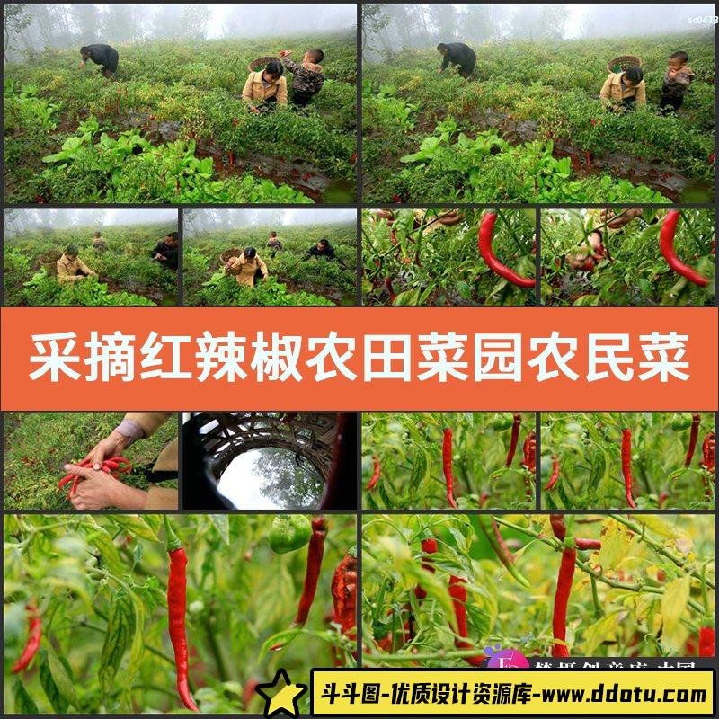 采摘红辣椒 农田菜园农民菜农 影视动态宣传片视频高清实拍素材-斗斗图