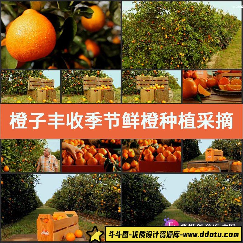 橙子丰收季节鲜橙种植采摘果园宣传片高清实拍视频素材-斗斗图
