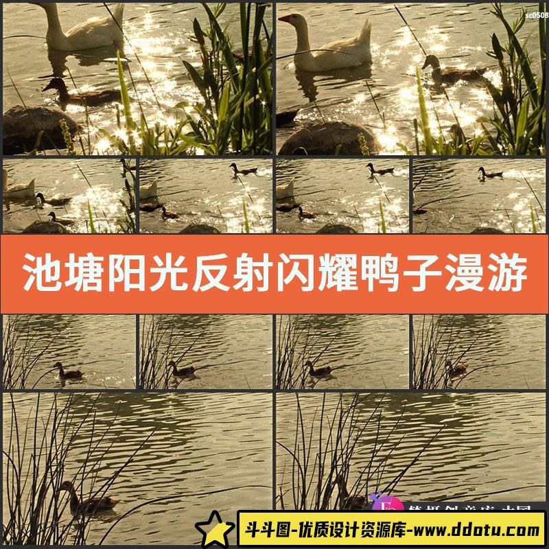 池塘阳光反射闪耀 鸭子漫游 水波荡漾 鸭子游过 实拍高清视频素材-斗斗图