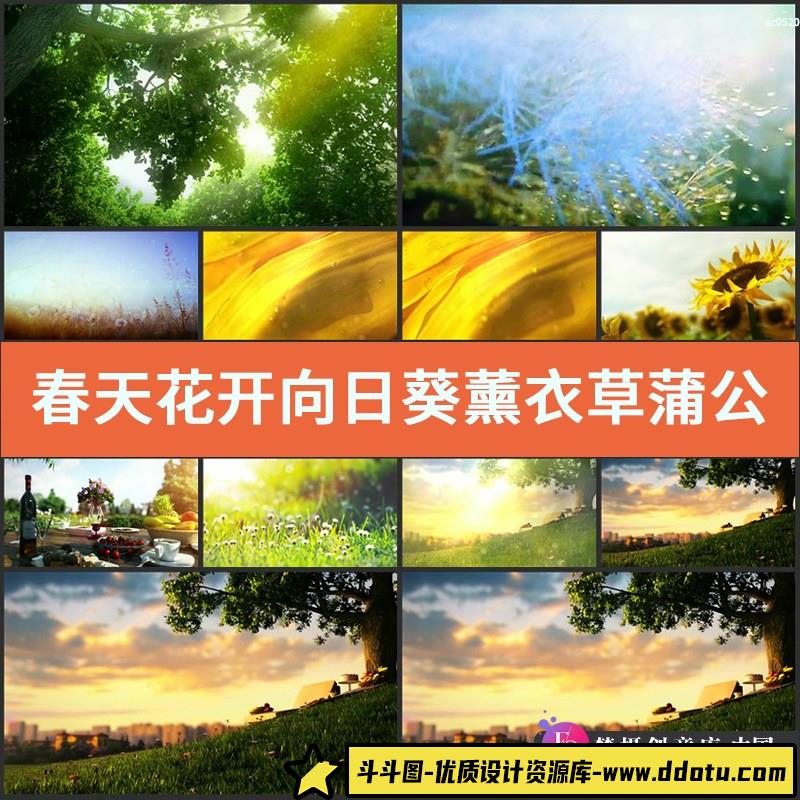 春天花开向日葵薰衣草蒲公英美景 高清唯美led房地产视频素材-斗斗图