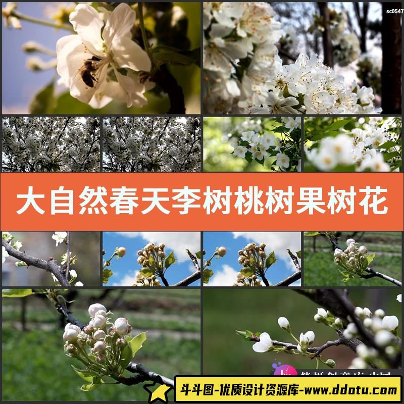 大自然春天李树桃树果树花开镜头高清实拍视频素材-斗斗图