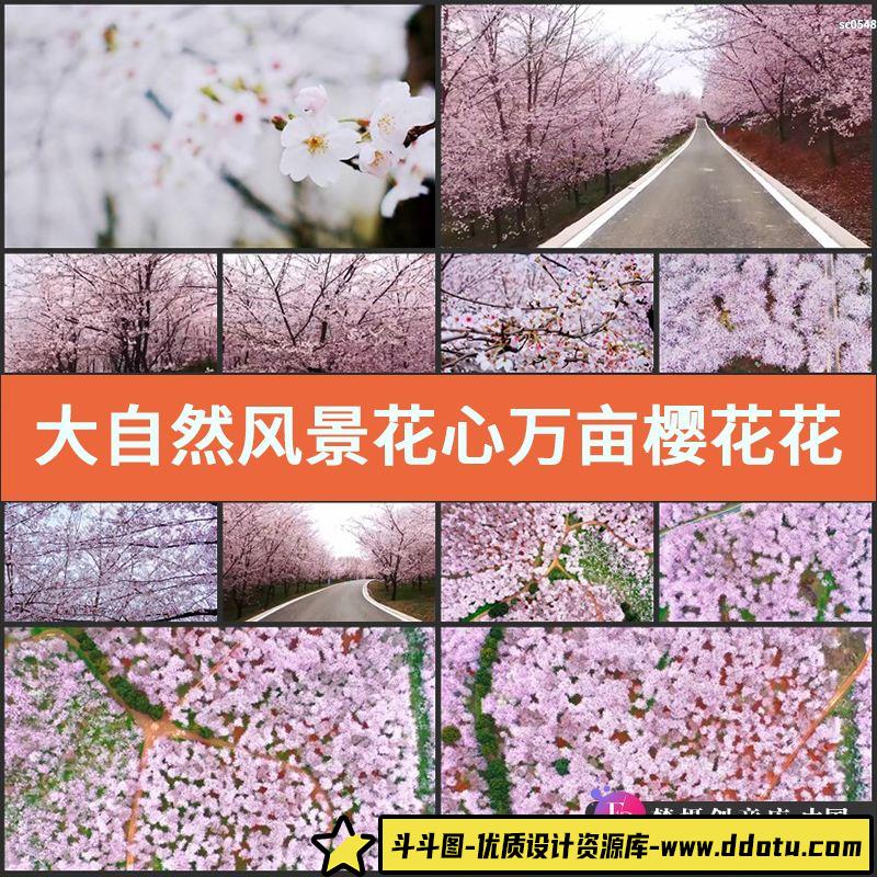 大自然风景 花心 万亩 樱花花海樱花园樱花林树林LED实拍视频素材-斗斗图