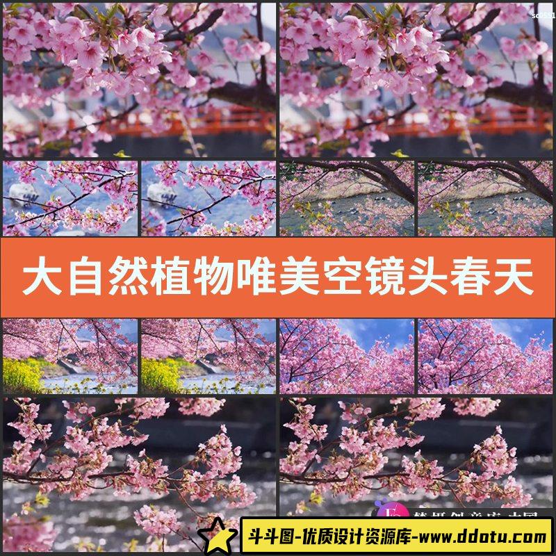 大自然植物 唯美空镜头春天桃花枝头鲜花盛开 高清实拍视频素材-斗斗图